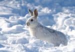 Arctic hare