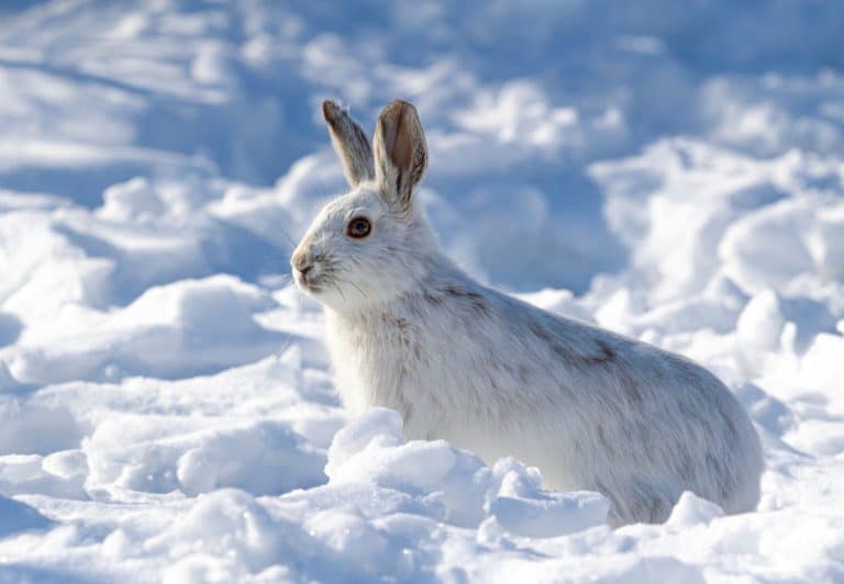 Arctic Hare