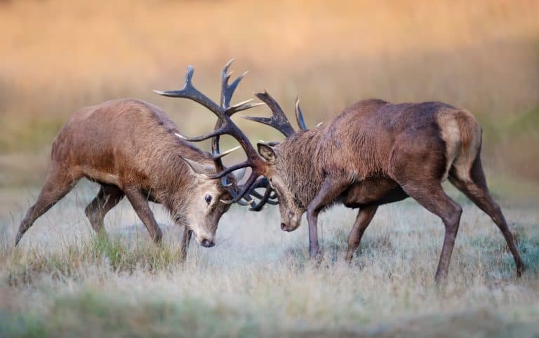 Red deer stags fighting during the rutting season in autumn, UK.