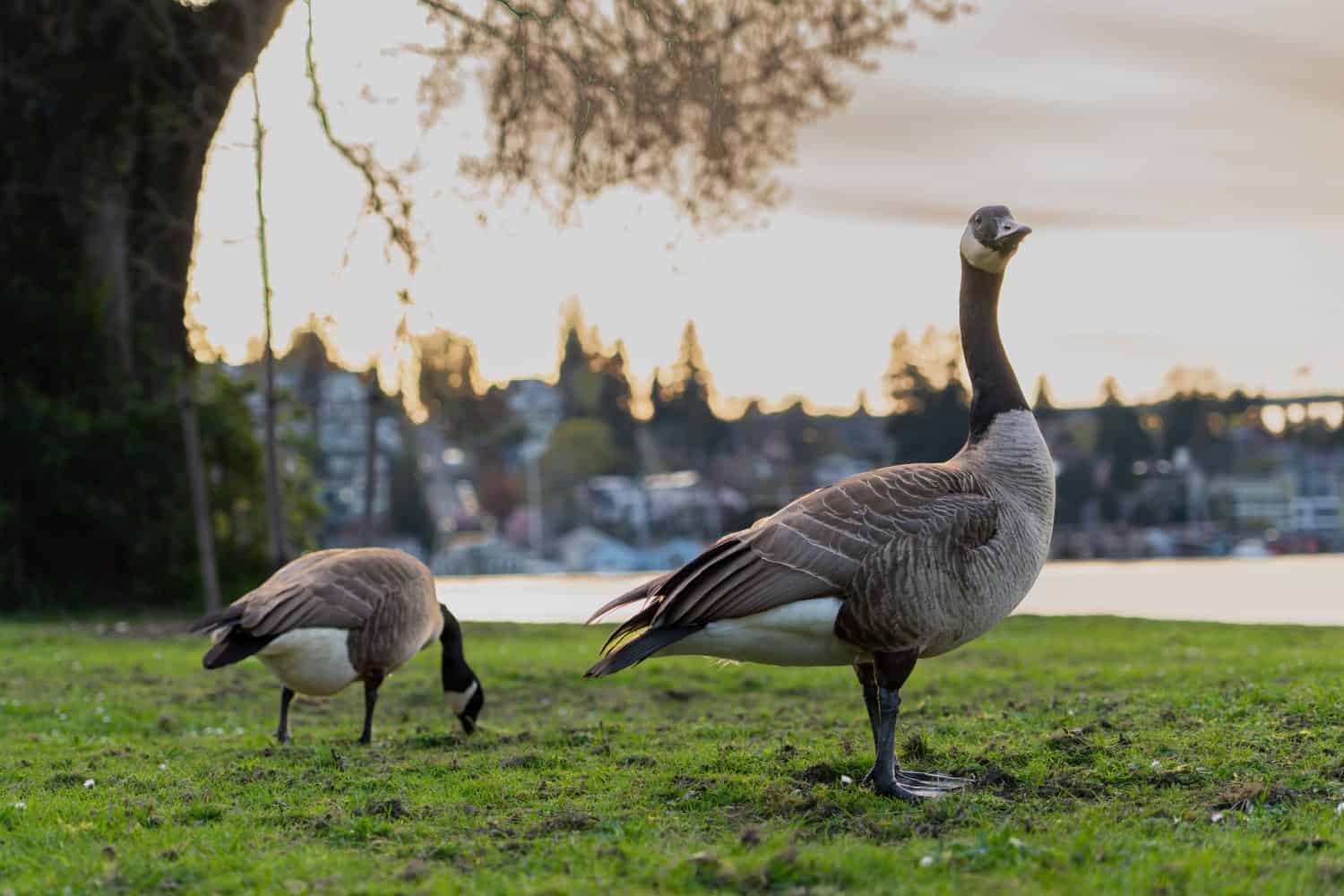 Seattle WA USA - April 7th 2025: Canada Goose on grass by lake Washington 