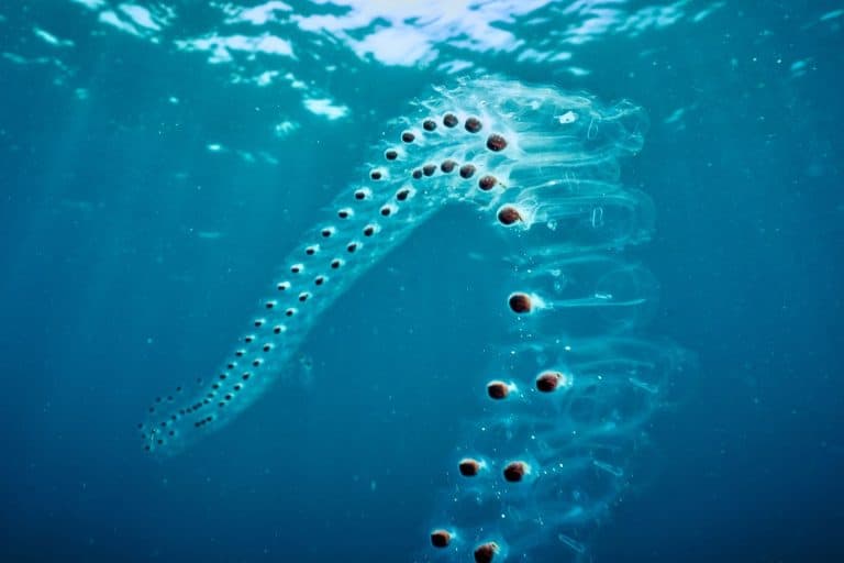 Colonial salps floating underwater in Nha Trang Bay, Vietnam