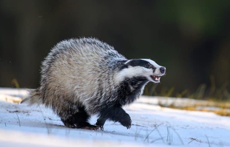 Badger