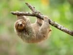 Sloths