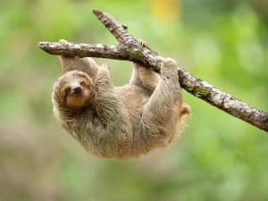 The brown-throated sloth (Bradypus variegatus) is a species of three-toed sloth found in the Neotropical realm of Central and South America.