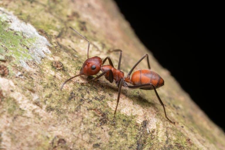 A Colobopsis cf. explodens (Exploding Ant) crawling on tree bark in the rainforest of Sumatra, Indonesia. Known for its self-destructive defense mechanism.