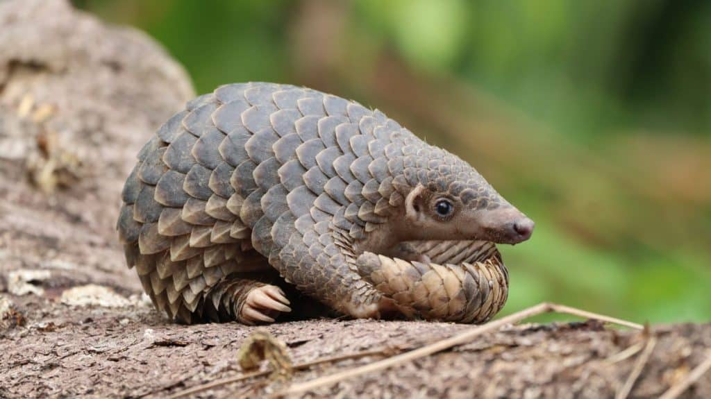 A Close-up of a Juvenile Sunda Pangolin Curled Up on a Log