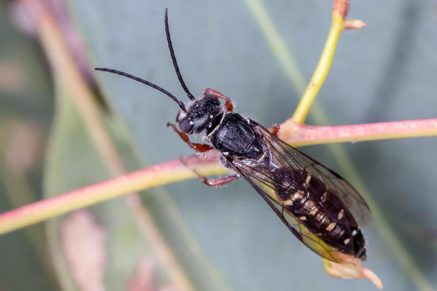 Thynnid Wasp (Family Thynnidae) - Resting on Eucalyptus Stem
