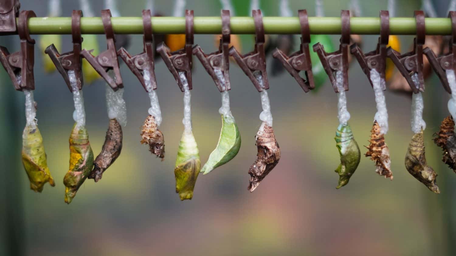 Closeup of hanging butterfly cocoons ready to transform in insect lab.