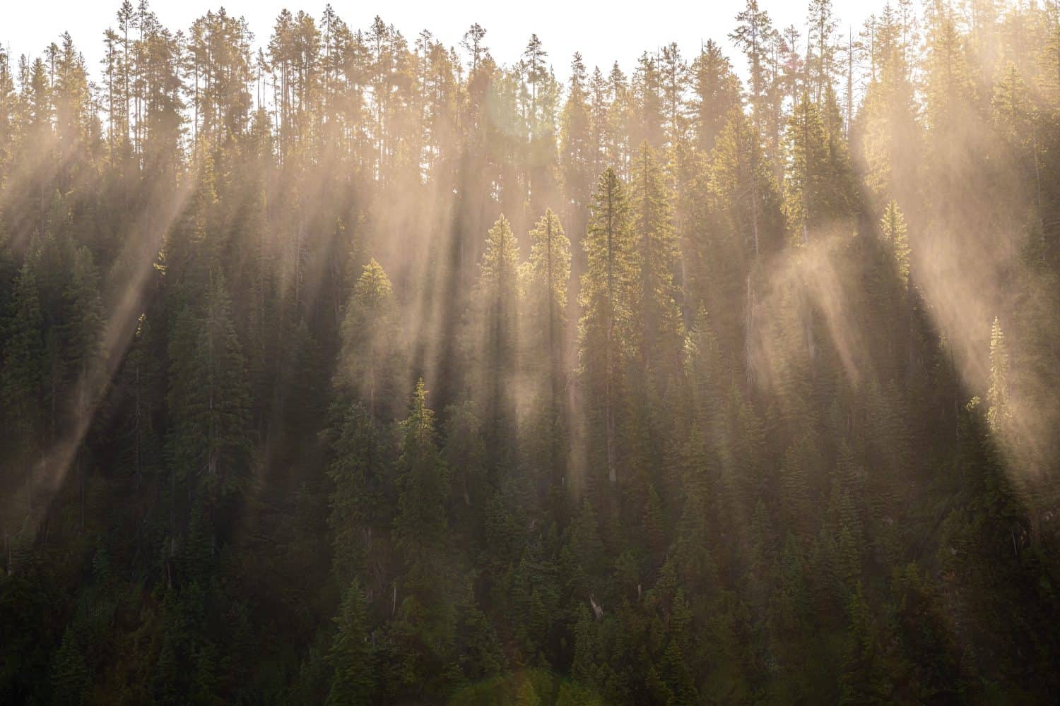 Light Casts Through Fog and Tall Pines Along Grand Canyon of the Yellowstone on Summer Morning