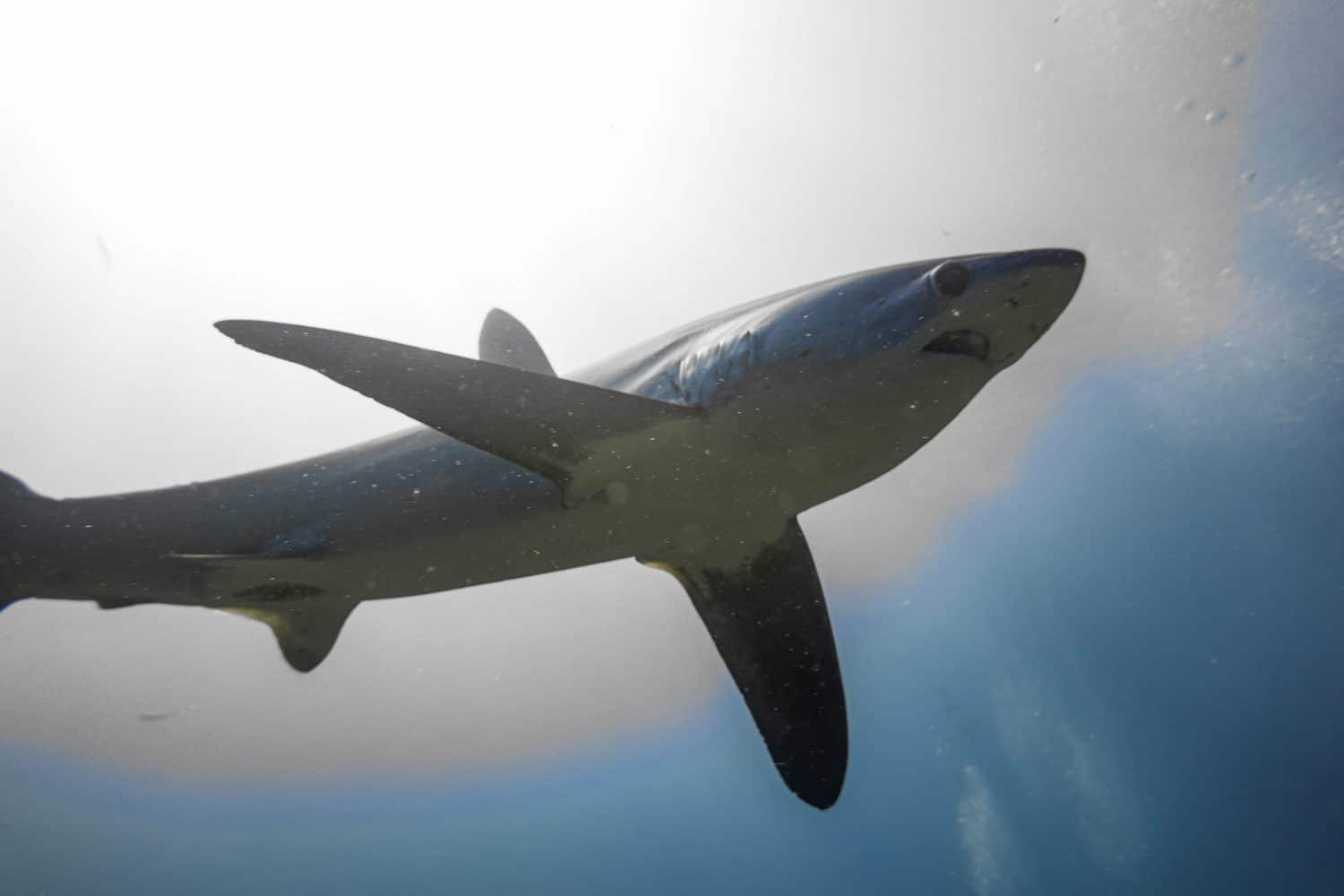 The thresher shark is a big-eyed, cute, and shy fish found in Asia.