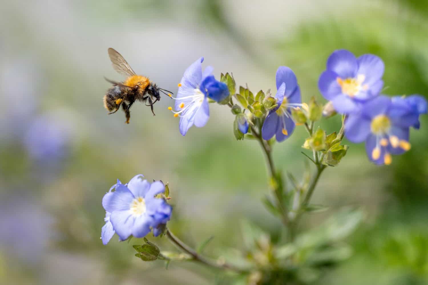 A bumblebee in mid-flight approaches vibrant blue wildflowers against a soft green background.