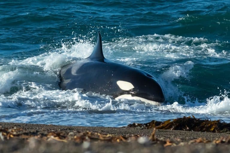 Orca hunting sea lions on the shoreline, Peninsula Valdes, World Heritage Site, Patagonia, Argentina.