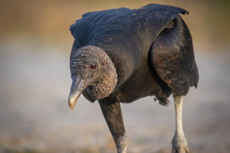 Black Vulture close up walking