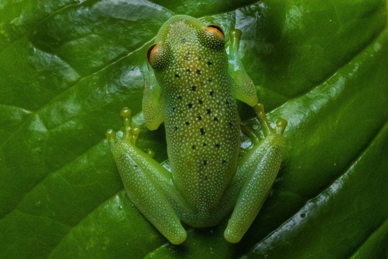 A top-down view of a granular glass frog (Cochranella granulosa) sitting on the top of a leaf hanging over a stream. Its textured skin is speckled with blue dots.
