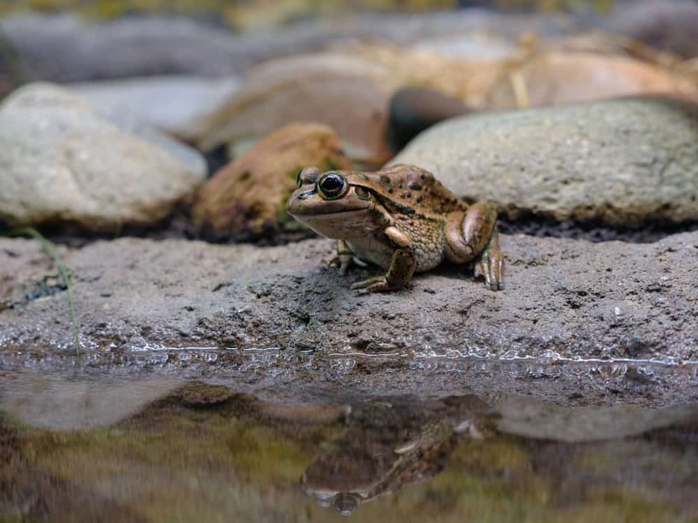 Sensational charming Yellow-spotted Tree Frog in natural beauty.