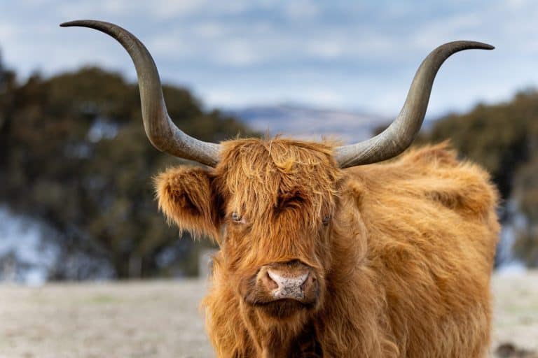 Highland Cattle