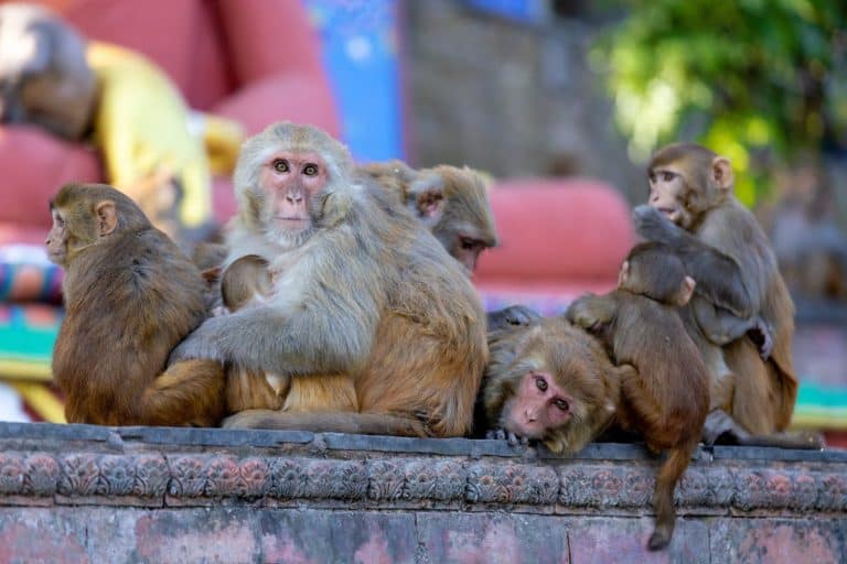Rhesus macaque monkeys on a stone pavement, including two adults and two juveniles. Natural lighting, forest background, wildlife behavior, family group, primates, outdoor photo of monkey Nepal, India