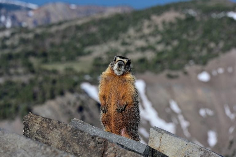 A Yellow-bellied Marmot (Marmota flaviventris) stands on rocks in the Mount Rose Wilderness of Nevada.