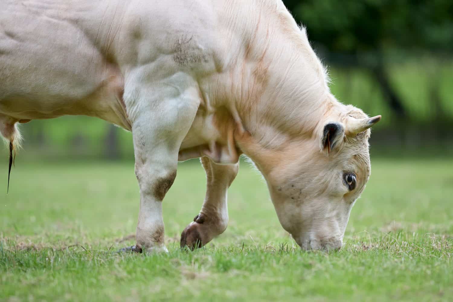 A powerful, muscular Belgian Blue bull grazing on lush green grass in a pasture. Close-up shot focuses on the animal's defined muscles.