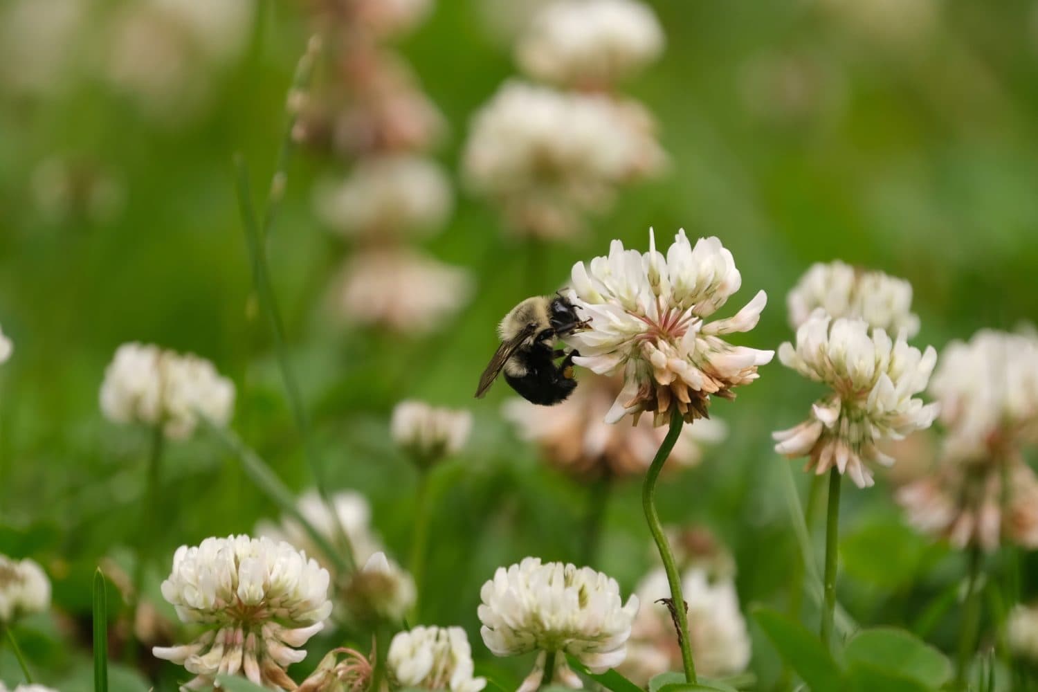 Bee feasting on clover in lawn
