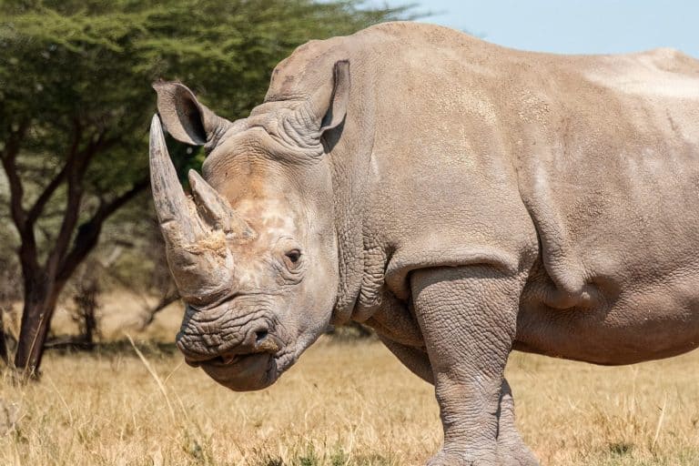 White Rhinoceros