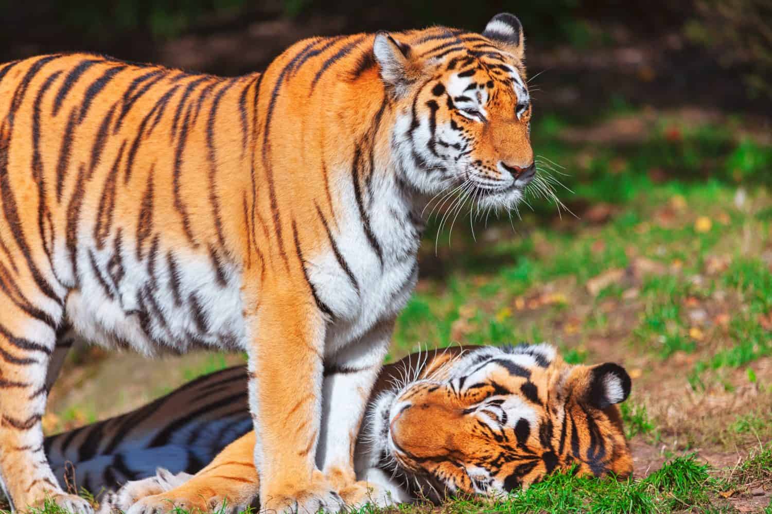 Two Siberian tigers rest in a grassy area, showcasing their striking orange and black striped coats. One tiger stands on the grass, another tiger lies peacefully with eyes closed