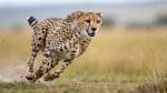 cheetah