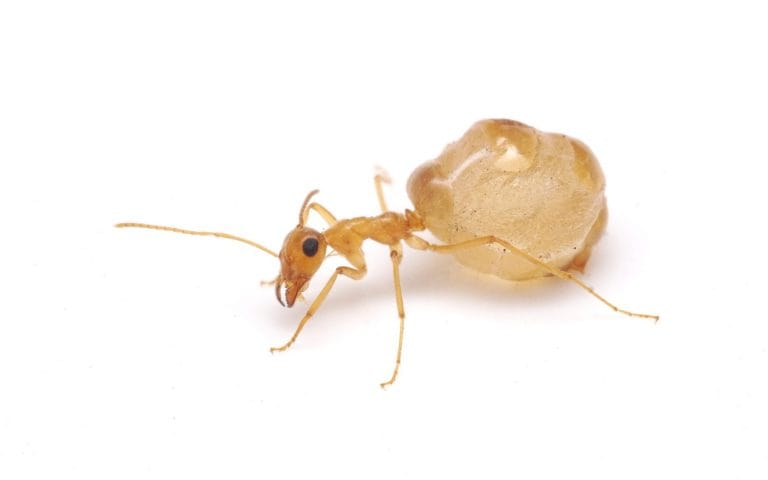 Macro Photograph of Honeypot Ant, Myrmecocystus testaceus, in Desert Habitat.