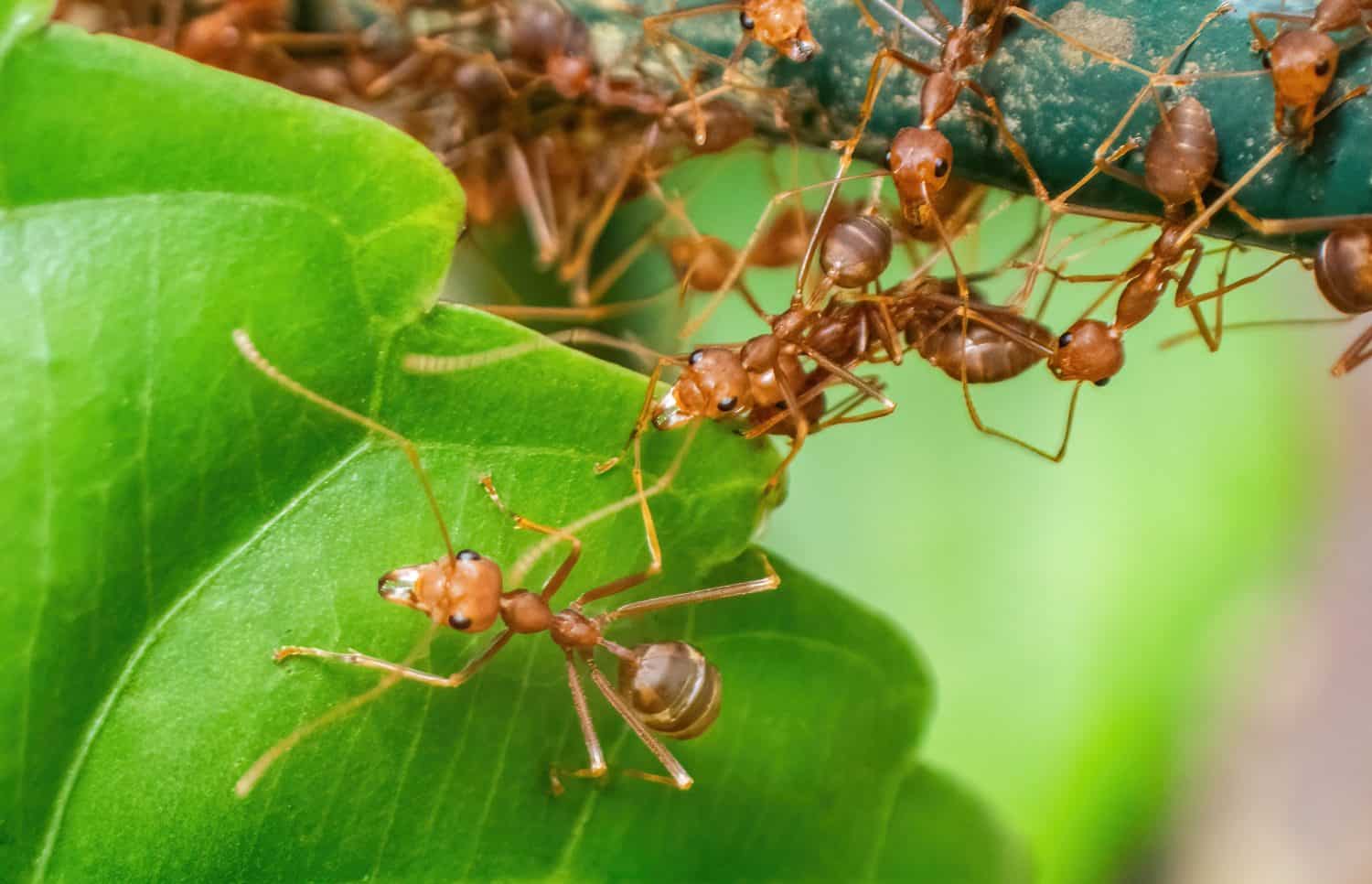 Asian Weaver Ants (Oecophylla smaragdina) at Bako National Park, Sarawak, Borneo, Malaysia