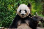 Giant panda