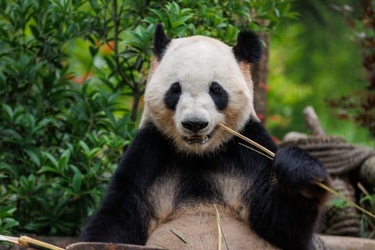 Giant Panda Bear