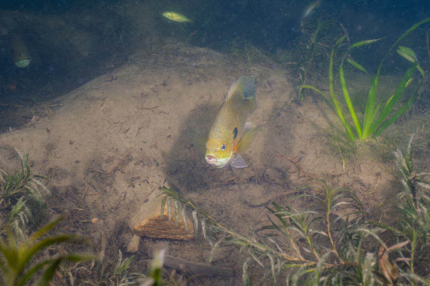 Bluegill colony guarding their nests 