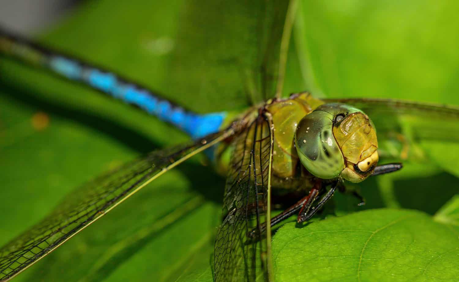 Close-up of a Green Darner Dragonfly