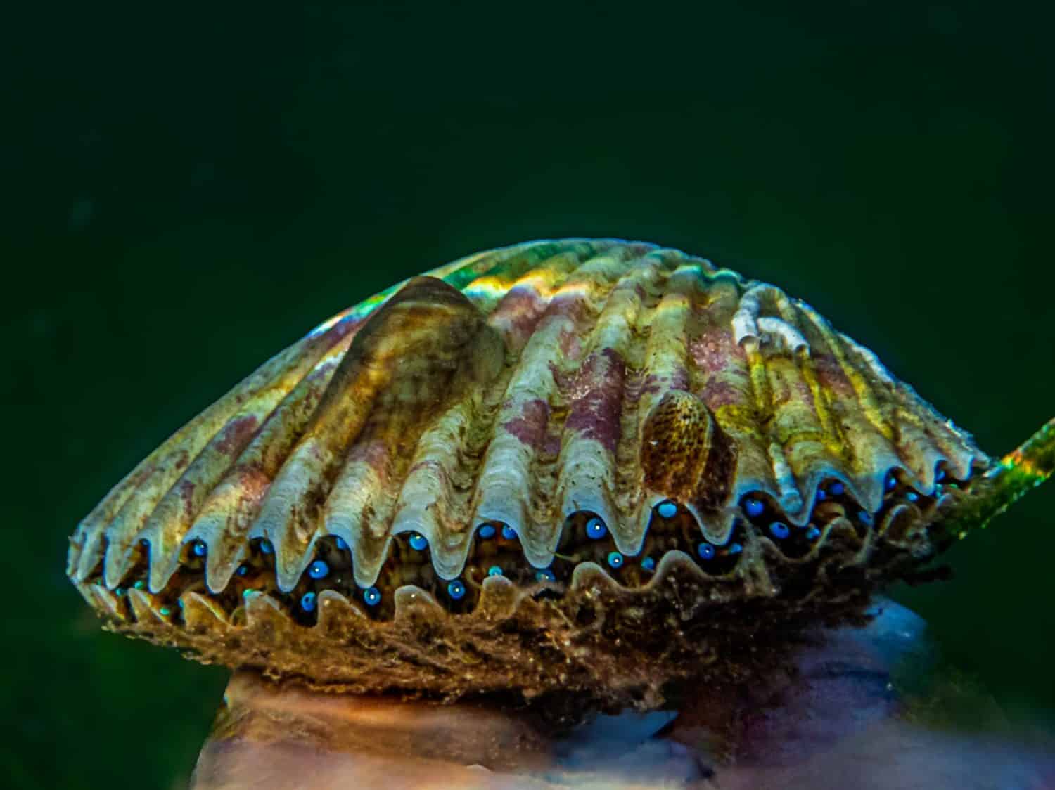 florida scallop closed in the gulf