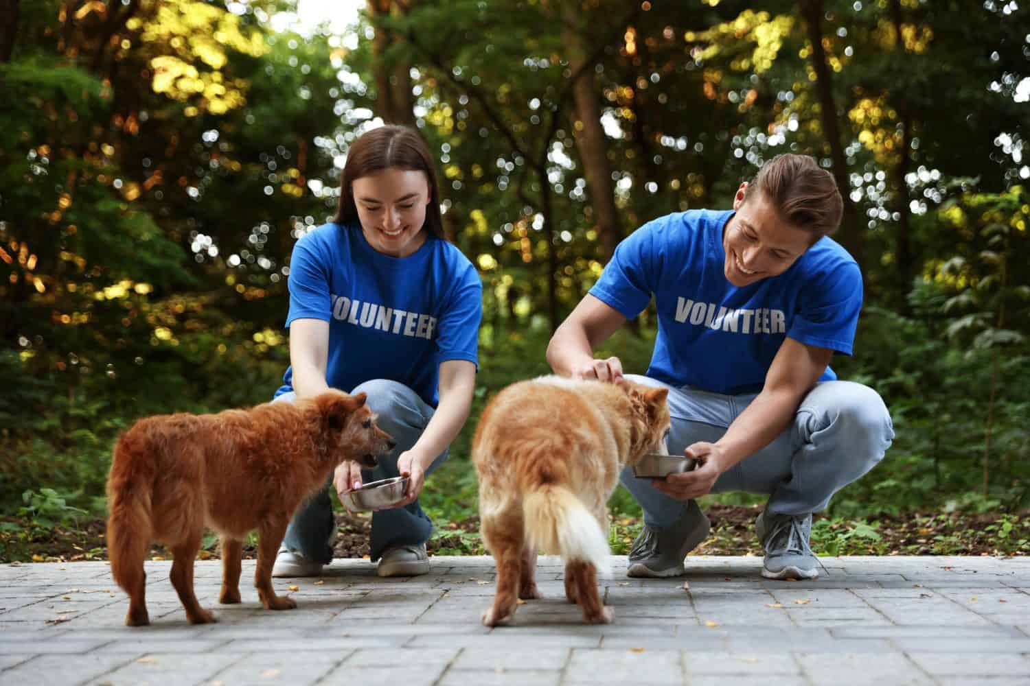 Volunteers feeding cute stray dogs outdoors. Animal rescue