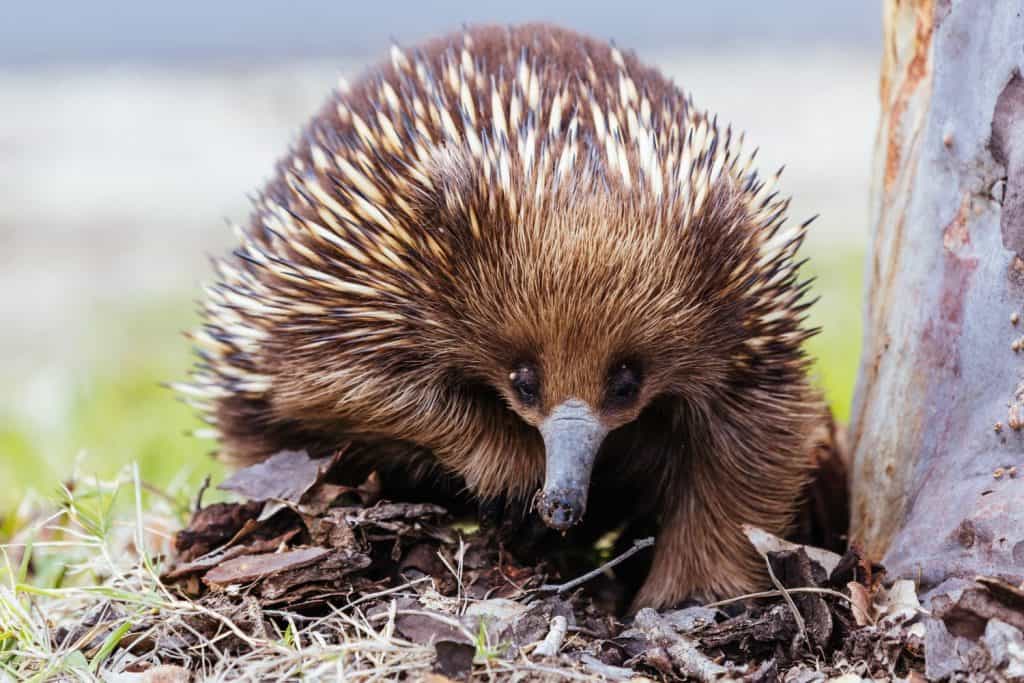 A tame echidna walks and looks for food in Guerilla bay near Mogo in New South Wales, Australia