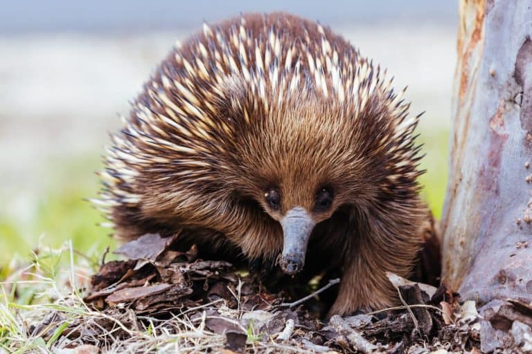Echidna