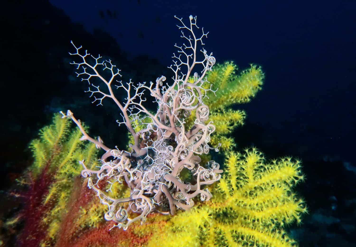 Basket star on a yellow gorgonian 