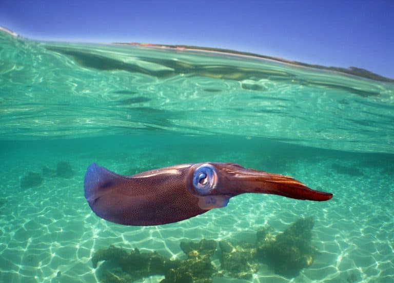 An impressive underwater photograph of a squid swimming in shallow waters over a vibrant reef in the Caribbean Sea.
