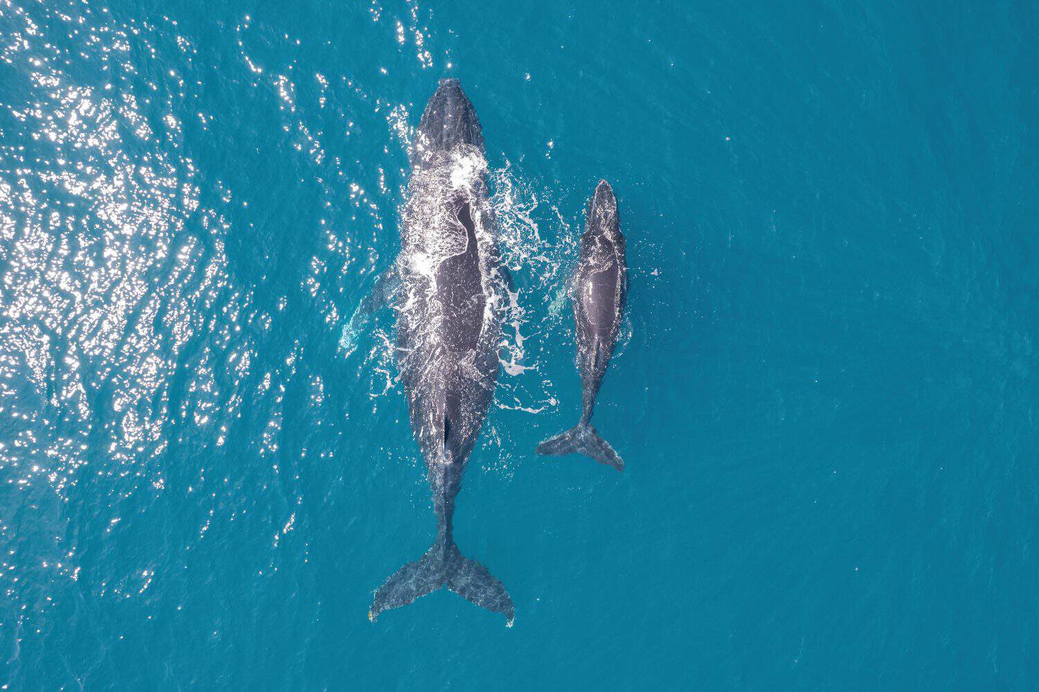 Top down aerial views of a Humpback Whale with calf feeding in shallow waters