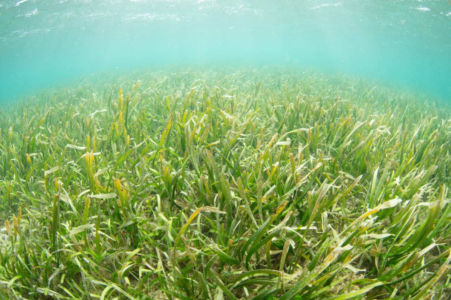 A healthy seagrass bed grows along the coast of a remote island in the Banda Sea, Indonesia. Seagrass provides nursery habitat for many species of reef fish and invertebrates.