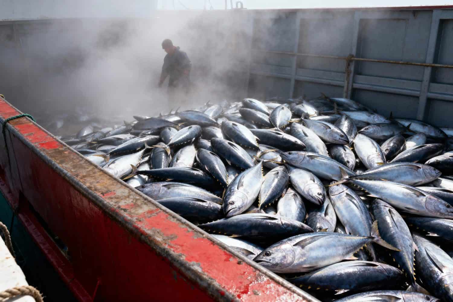 Tuna Fish Storage on Iced Boat Deck