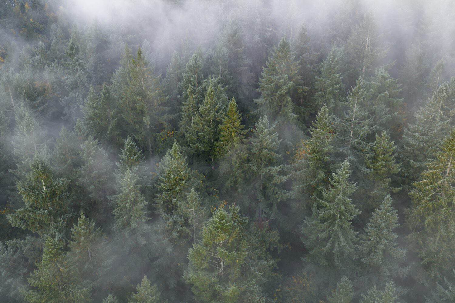 Mist flows through the forests surrounding Portland, Oregon. This scenic Pacific Northwest region is known for its vast forests and rugged Cascade mountains.