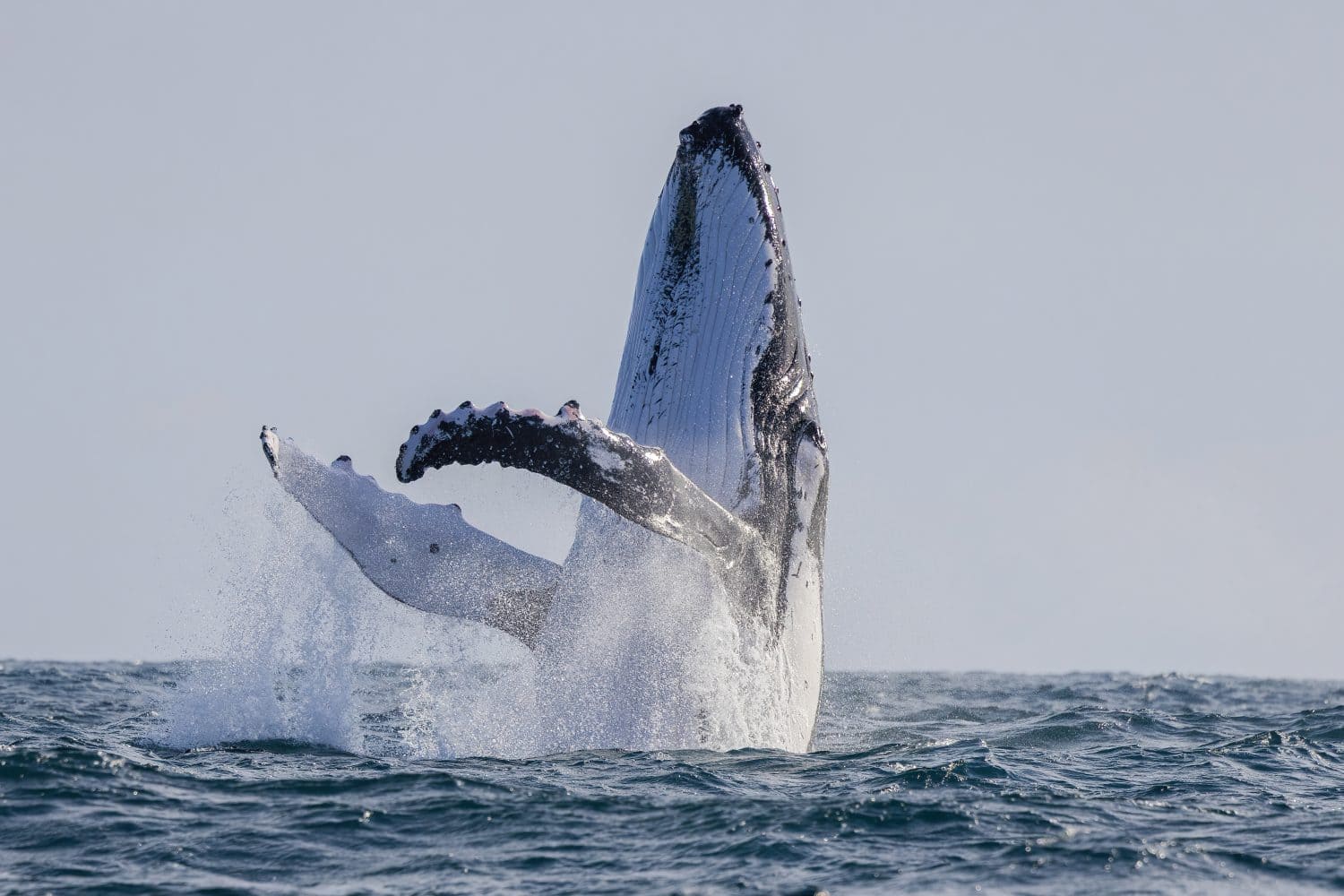 Humpback Whale seen dramatically breaching out of the water during their eastern Australia migration