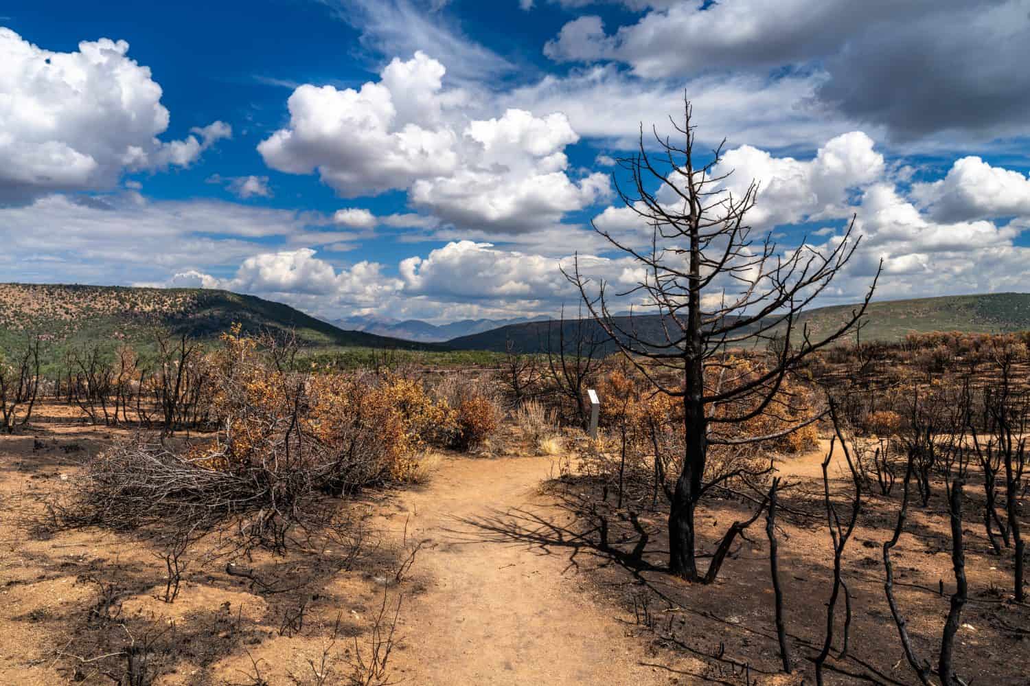 Landscape of a wildfire burn scar in Black Canyon of the Gunnison National Park. Charred dead trees and dry brush are seen on a dirt path under a dramatic cloudy sky