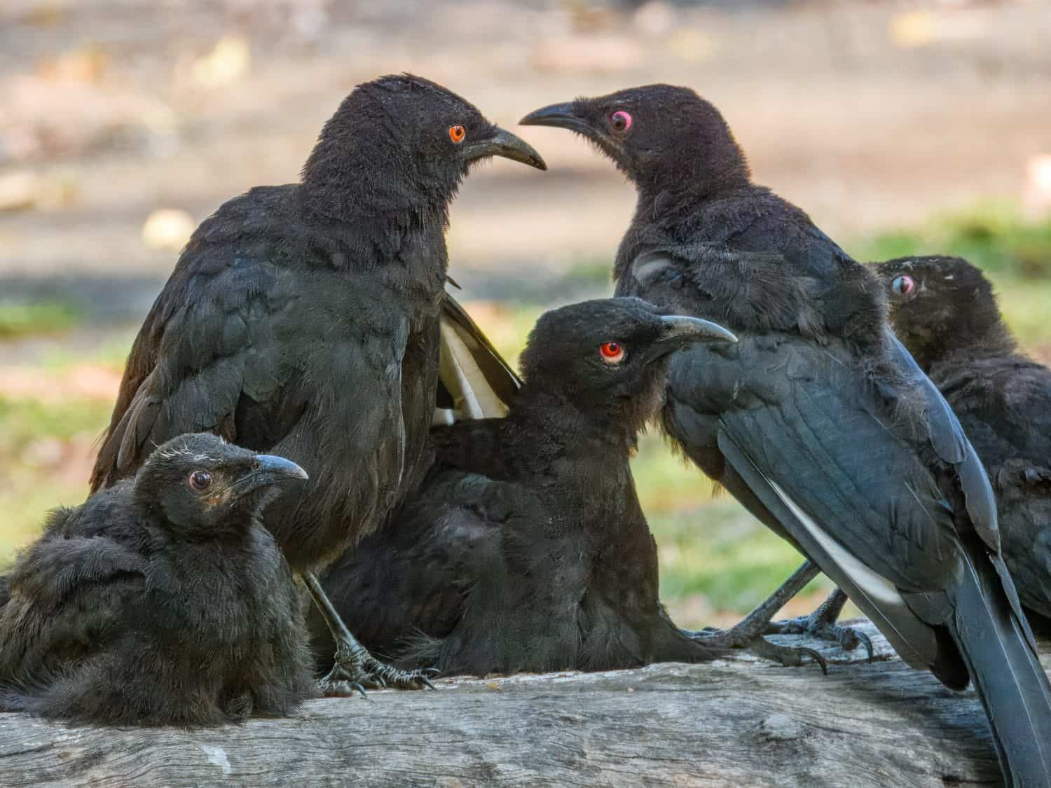 White-winged Chough (Corcorax melanorhamphos) in Australia