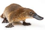 Platypus