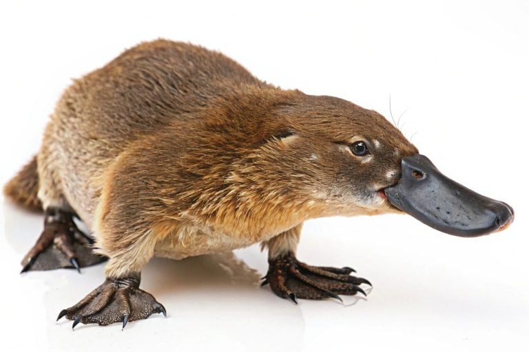 Platypus