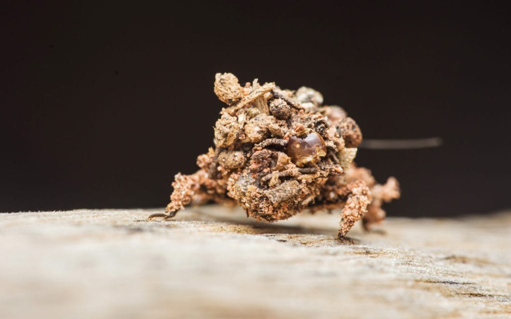 Masked hunter nymph camouflaging its body with organic debris and dust, blending into the surrounding wood surface. Photography in thailand, no generative ai