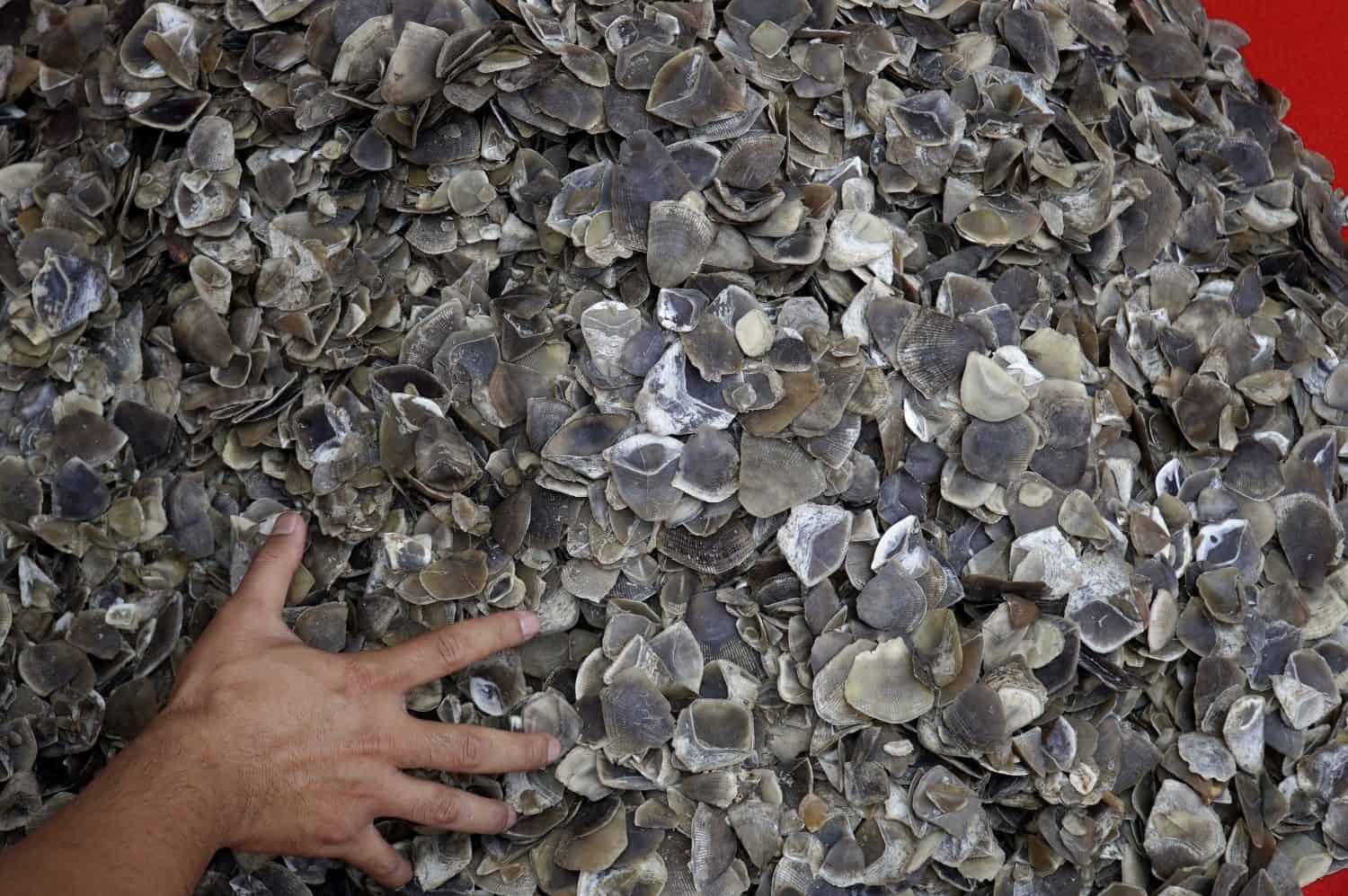 Pangolin scales (Manis javanica) are mainly hunted and illegally traded for use in traditional Chinese medicine (TCM), despite the lack of strong scientific evidence supporting their effectiveness.